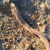 Psammophis namibensis | Namib Sand Snake